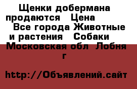 Щенки добермана  продаются › Цена ­ 45 000 - Все города Животные и растения » Собаки   . Московская обл.,Лобня г.